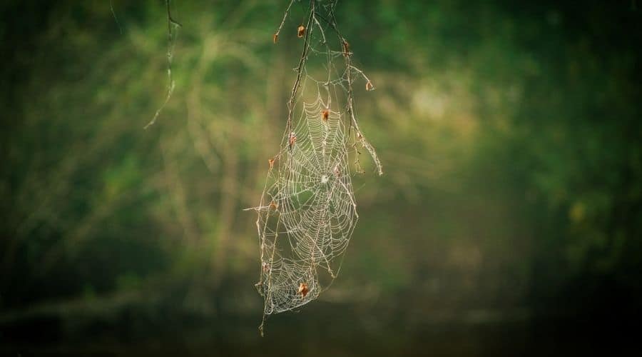 Spider web beautifully taken with Macro Photography
