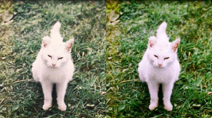 Demonstrating different ISO Ranges - White cat staring on the camera
